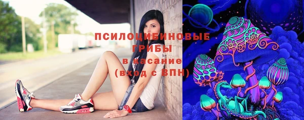 стаф Алзамай